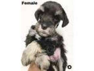 Mutt Puppy for sale in Moriarty, NM, USA