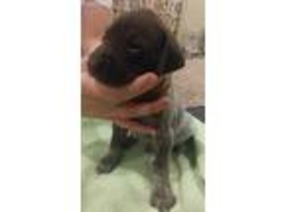 German Shorthaired Pointer Puppy for sale in Dorr, MI, USA