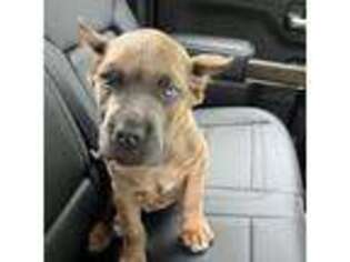 Cane Corso Puppy for sale in Murfreesboro, TN, USA