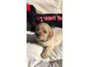Goldendoodle Puppy for sale in Royston, GA, USA
