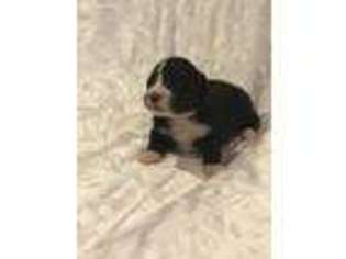 Portuguese Water Dog Puppy for sale in Cookeville, TN, USA
