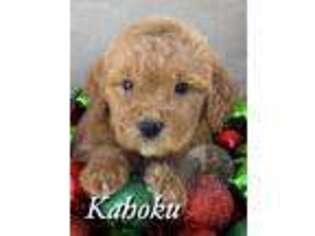 Goldendoodle Puppy for sale in Kyle, TX, USA