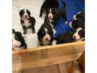 Bernese Mountain Dog Puppy for sale in Sackets Harbor, NY, USA