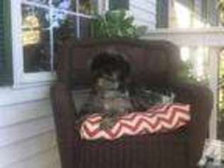 Mutt Puppy for sale in NOKESVILLE, VA, USA