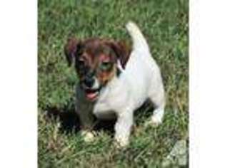 Jack Russell Terrier Puppy for sale in COLDSPRING, TX, USA