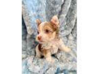Yorkshire Terrier Puppy for sale in Madison, VA, USA