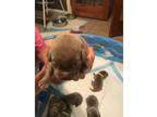 Labrador Retriever Puppy for sale in Schulenburg, TX, USA