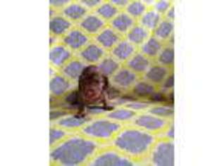 Dachshund Puppy for sale in Muncy, PA, USA