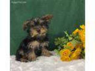 Maltese Puppy for sale in Centreville, MI, USA