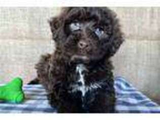 Portuguese Water Dog Puppy for sale in Canton, OH, USA