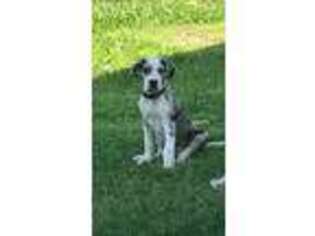 Great Dane Puppy for sale in Bluejacket, OK, USA