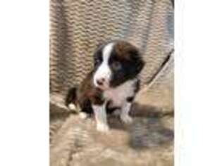 Border Collie Puppy for sale in Webster, FL, USA