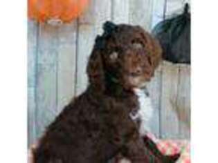 Labradoodle Puppy for sale in New Kent, VA, USA