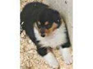 Collie Puppy for sale in Wheatfield, IN, USA