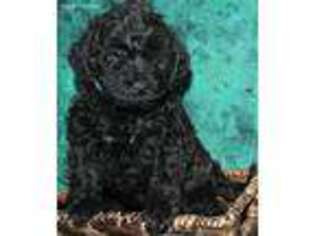 Schnoodle (Standard) Puppy for sale in Rice, WA, USA