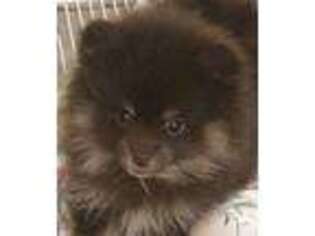 Pomeranian Puppy for sale in Northport, AL, USA