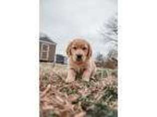Golden Retriever Puppy for sale in Reidsville, NC, USA