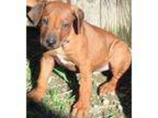 Rhodesian Ridgeback Puppy for sale in San Francisco, CA, USA