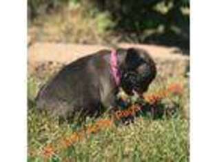 Pug Puppy for sale in Knox City, MO, USA