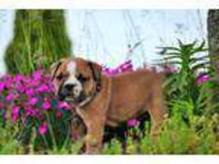 Bulldog Puppy for sale in Coxs Creek, KY, USA