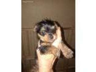 Yorkshire Terrier Puppy for sale in Arlington, TX, USA