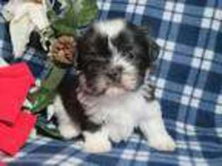 Mutt Puppy for sale in Shiloh, OH, USA