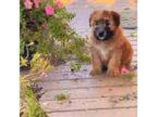 Soft Coated Wheaten Terrier Puppy for sale in Sabina, OH, USA