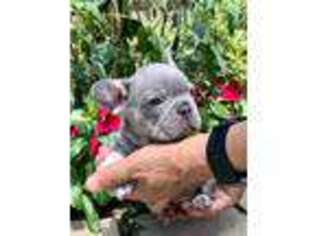 French Bulldog Puppy for sale in High Point, NC, USA