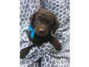 Labradoodle Puppy for sale in Bishopville, SC, USA