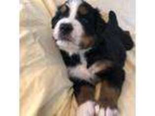 Bernese Mountain Dog Puppy for sale in Coeur D Alene, ID, USA