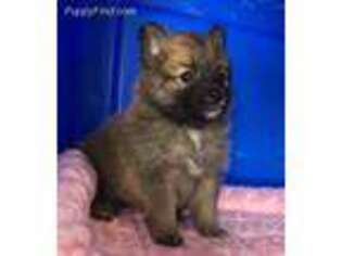 Pomeranian Puppy for sale in Clayton, IL, USA