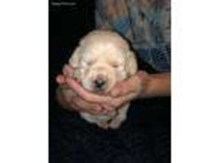 Labrador Retriever Puppy for sale in Scottsville, NY, USA