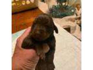 Doberman Pinscher Puppy for sale in Siler City, NC, USA