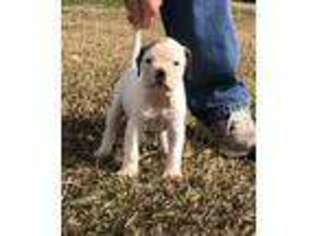 American Bulldog Puppy for sale in Pamplico, SC, USA