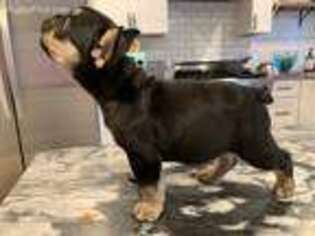 French Bulldog Puppy for sale in Whitmore Lake, MI, USA