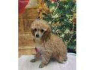 Mutt Puppy for sale in Prairie Du Chien, WI, USA