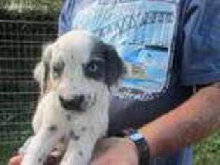 Dalmatian Puppy for sale in Pennington Gap, VA, USA