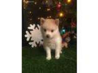 Pomeranian Puppy for sale in Roselle, IL, USA