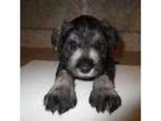Mutt Puppy for sale in Bushnell, IL, USA