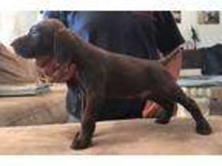 German Shorthaired Pointer Puppy for sale in Santa Ynez, CA, USA