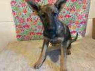 German Shepherd Dog Puppy for sale in Collins, MO, USA