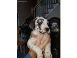 Great Dane Puppy for sale in Haymarket, VA, USA
