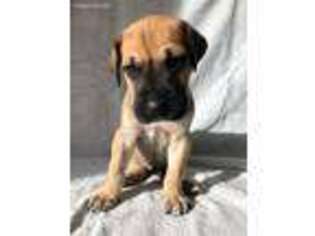 Great Dane Puppy for sale in Havre De Grace, MD, USA