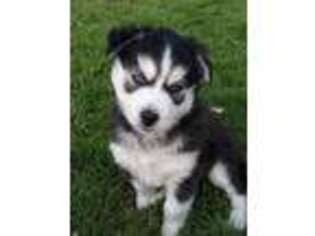 Alaskan Klee Kai Puppy for sale in Turner, OR, USA