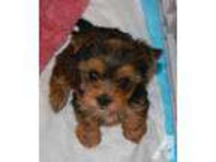 Yorkshire Terrier Puppy for sale in RANCHO SANTA FE, CA, USA