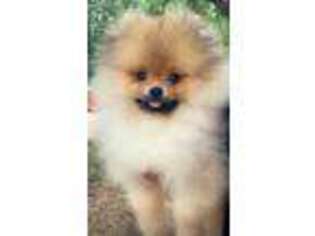 Pomeranian Puppy for sale in Ocean City, MD, USA