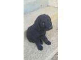 Labradoodle Puppy for sale in Weatherford, TX, USA