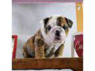 Bulldog Puppy for sale in Elkland, MO, USA