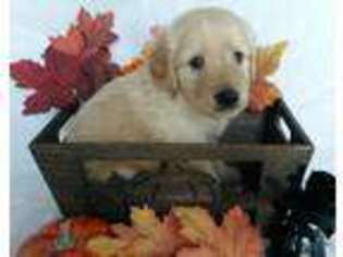 Golden Retriever Puppy for sale in Holden, MO, USA