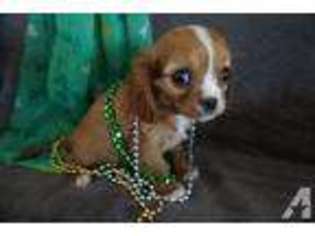 Cavalier King Charles Spaniel Puppy for sale in WOODBINE, MD, USA